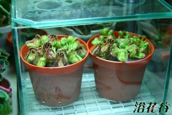 土瓶草繁殖——分株