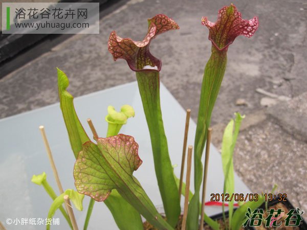 朱迪思瓶子草