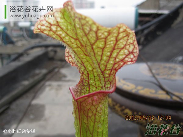 朱迪思瓶子草