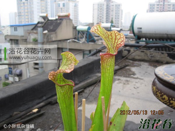 朱迪思瓶子草