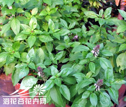 罗勒的养殖方法