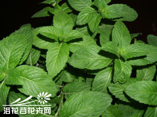 胡椒薄荷怎么养？
