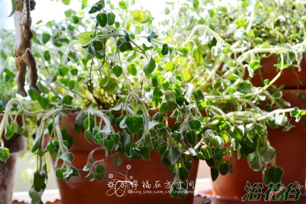 香草植物种植的5个小贴士