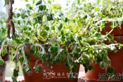 香草植物种植的5个小贴士