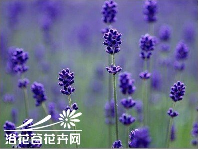 薰衣草的养殖栽培管理
