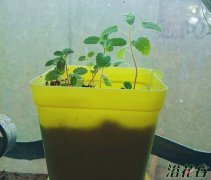 香草植物种植(家庭版)
