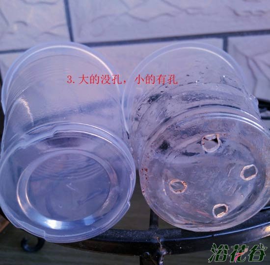 <a href='https://www.861230.com/guanhuazhiwu/6634.html' target='_blank'><u>天竺葵</u></a>水插生根移栽图解