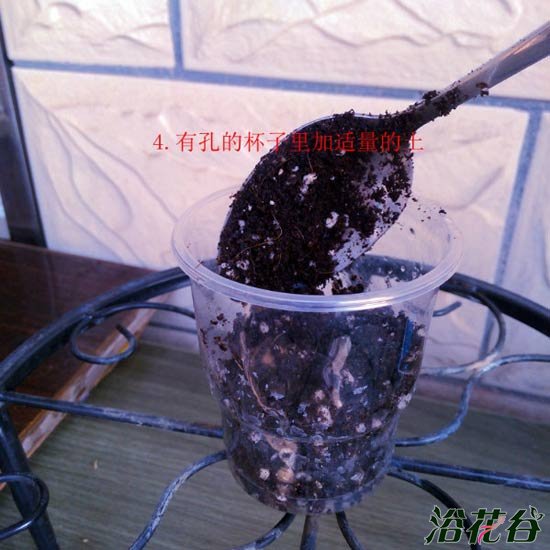<a href='https://www.861230.com/guanhuazhiwu/6634.html' target='_blank'><u>天竺葵</u></a>水插生根移栽图解