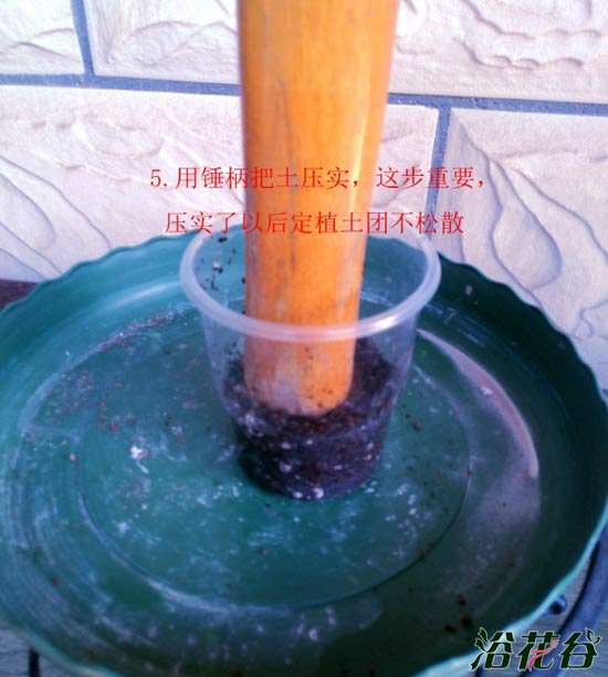 <a href='https://www.861230.com/guanhuazhiwu/6634.html' target='_blank'><u>天竺葵</u></a>水插生根移栽图解