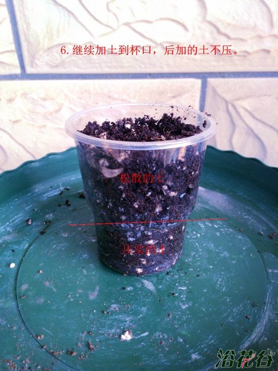 <a href='https://www.861230.com/guanhuazhiwu/6634.html' target='_blank'><u>天竺葵</u></a>水插生根移栽图解
