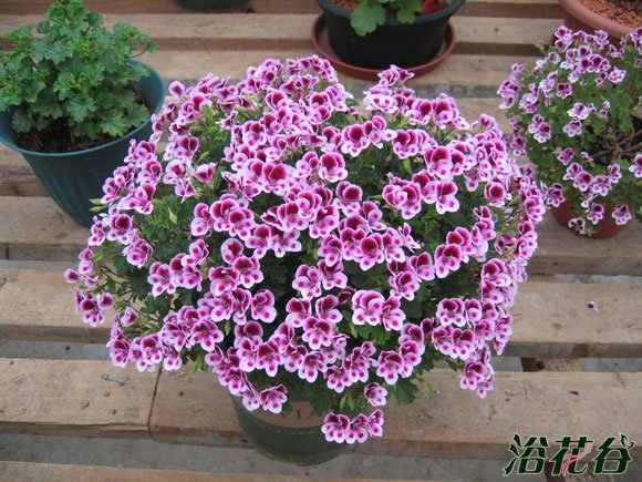 <a href='https://www.861230.com/guanhuazhiwu/6634.html' target='_blank'><u>天竺葵</u></a>修剪的几个常见问题