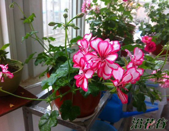 <a href='https://www.861230.com/guanhuazhiwu/6634.html' target='_blank'><u>天竺葵</u></a>种植(花友总结)