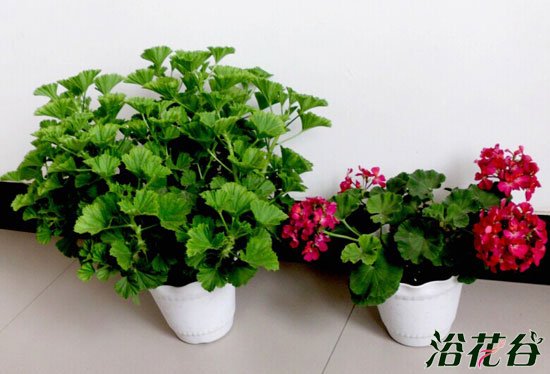 <a href='https://www.861230.com/guanhuazhiwu/6634.html' target='_blank'><u>天竺葵</u></a>夏季黄叶的问题分析