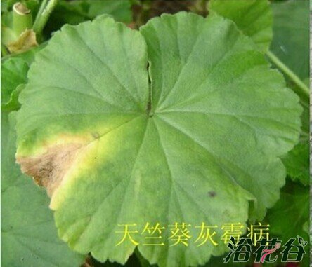 <a href='https://www.861230.com/guanhuazhiwu/6634.html' target='_blank'><u>天竺葵</u></a>夏季黄叶的问题分析