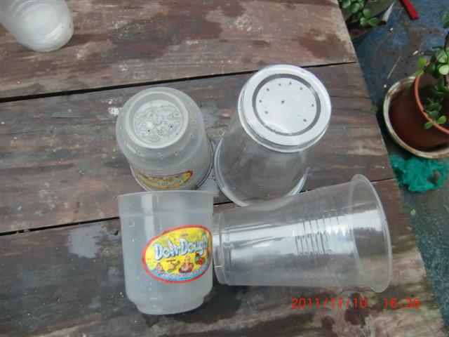<a href='https://www.861230.com/guanhuazhiwu/6634.html' target='_blank'><u>天竺葵</u></a>扦插(花友手把手图解)