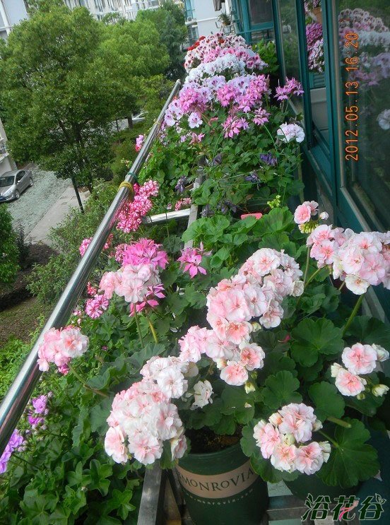 <a href='https://www.861230.com/guanhuazhiwu/6634.html' target='_blank'><u>天竺葵</u></a>怎么养(花友经验)