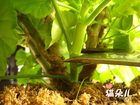 <a href='https://www.861230.com/guanhuazhiwu/6634.html' target='_blank'><u>天竺葵</u></a>扦插(珍珠岩扦插过程)