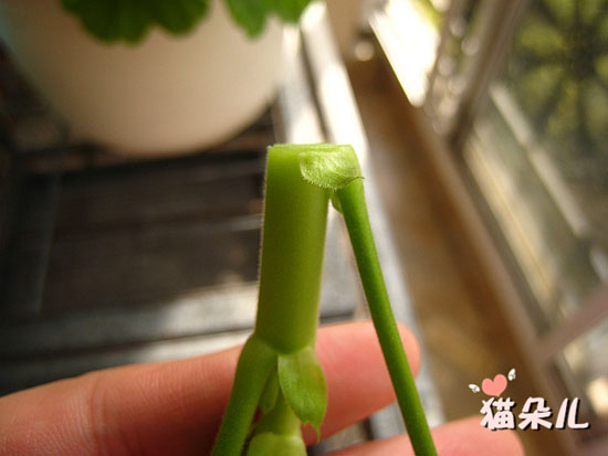 <a href='https://www.861230.com/guanhuazhiwu/6634.html' target='_blank'><u>天竺葵</u></a>扦插(珍珠岩扦插过程)