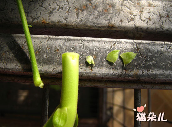 <a href='https://www.861230.com/guanhuazhiwu/6634.html' target='_blank'><u>天竺葵</u></a>扦插(珍珠岩扦插过程)