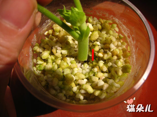 <a href='https://www.861230.com/guanhuazhiwu/6634.html' target='_blank'><u>天竺葵</u></a>扦插(珍珠岩扦插过程)