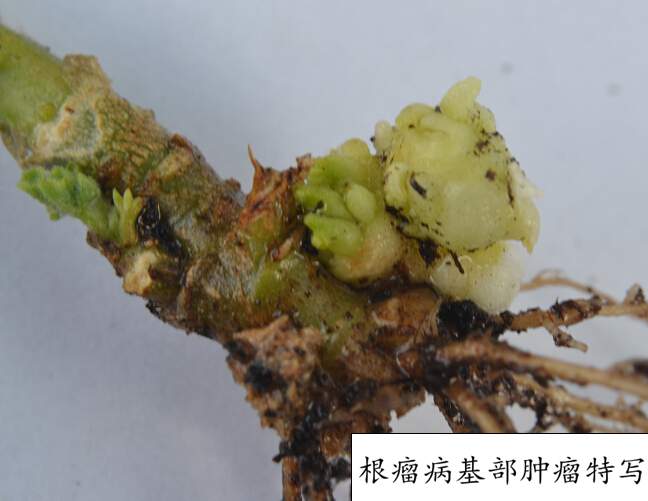 <a href='https://www.861230.com/guanhuazhiwu/6634.html' target='_blank'><u>天竺葵</u></a>常见病虫害(图)