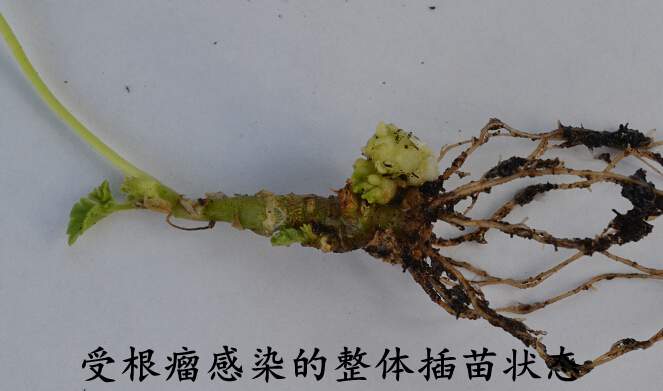 <a href='https://www.861230.com/guanhuazhiwu/6634.html' target='_blank'><u>天竺葵</u></a>常见病虫害(图)