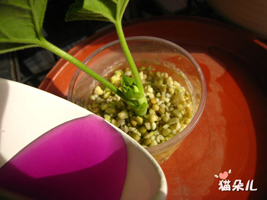 <a href='https://www.861230.com/guanhuazhiwu/6634.html' target='_blank'><u>天竺葵</u></a>扦插(珍珠岩扦插过程)