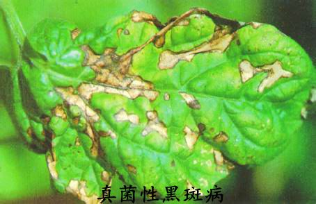 <a href='https://www.861230.com/guanhuazhiwu/6634.html' target='_blank'><u>天竺葵</u></a>常见病虫害(图)