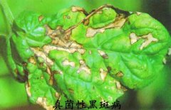 天竺葵常见病虫害(图)