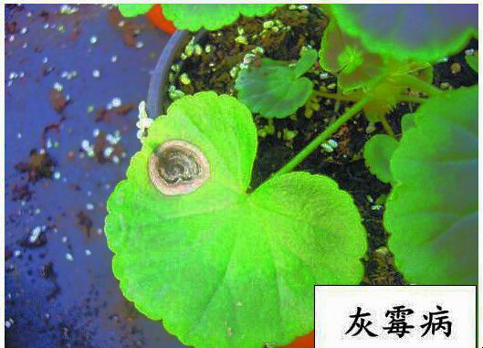 <a href='https://www.861230.com/guanhuazhiwu/6634.html' target='_blank'><u>天竺葵</u></a>常见病虫害(图)