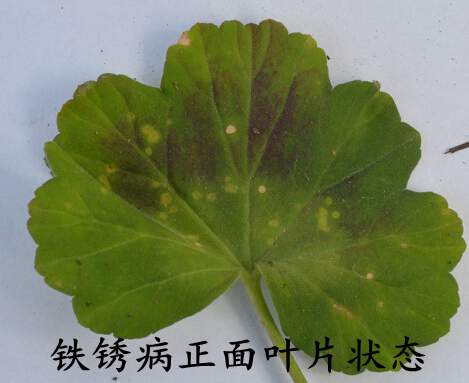 <a href='https://www.861230.com/guanhuazhiwu/6634.html' target='_blank'><u>天竺葵</u></a>常见病虫害(图)