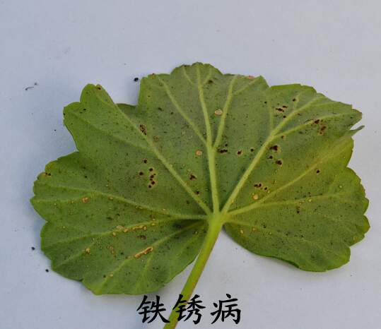 <a href='https://www.861230.com/guanhuazhiwu/6634.html' target='_blank'><u>天竺葵</u></a>常见病虫害(图)