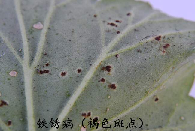 <a href='https://www.861230.com/guanhuazhiwu/6634.html' target='_blank'><u>天竺葵</u></a>常见病虫害(图)