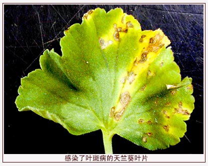 <a href='https://www.861230.com/guanhuazhiwu/6634.html' target='_blank'><u>天竺葵</u></a>常见病虫害(图)