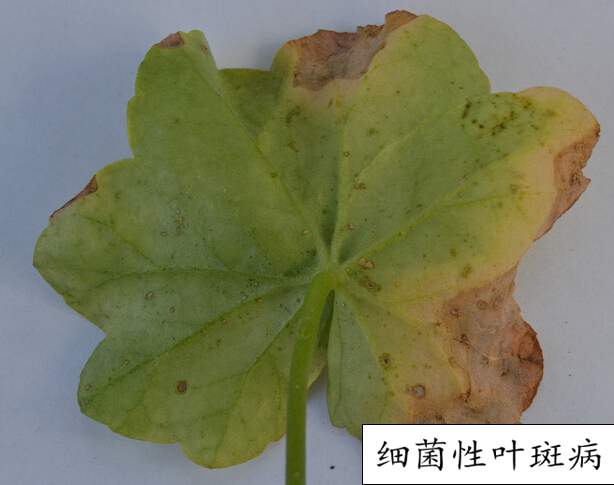 <a href='https://www.861230.com/guanhuazhiwu/6634.html' target='_blank'><u>天竺葵</u></a>常见病虫害(图)