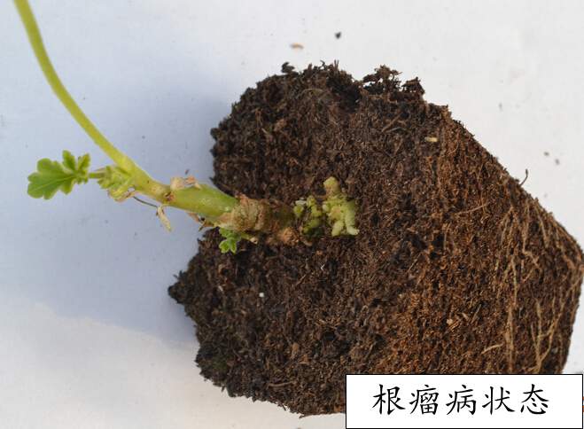 <a href='https://www.861230.com/guanhuazhiwu/6634.html' target='_blank'><u>天竺葵</u></a>常见病虫害(图)