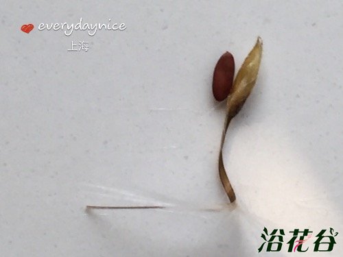 <a href='https://www.861230.com/guanhuazhiwu/6634.html' target='_blank'><u>天竺葵</u></a>授粉结种子过程图