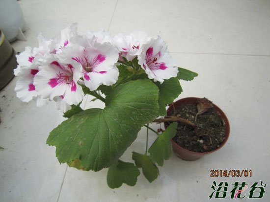 <a href='https://www.861230.com/guanhuazhiwu/6634.html' target='_blank'><u>天竺葵</u></a>什么时候开花