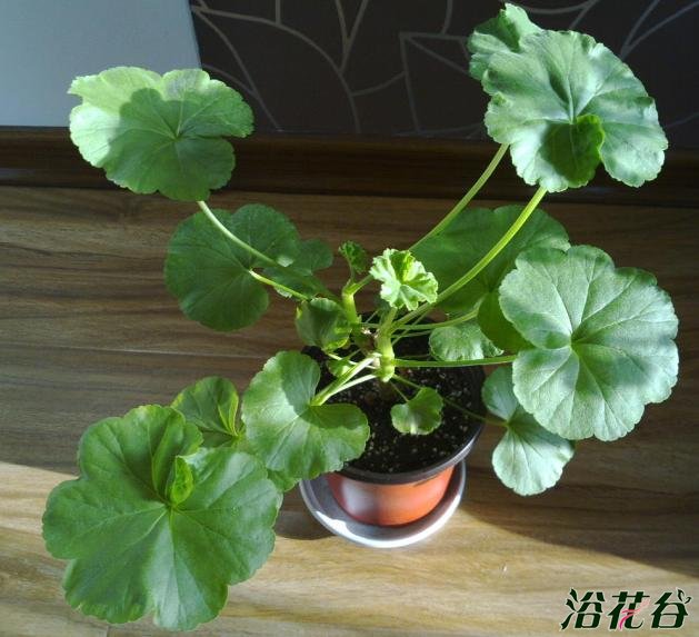 <a href='https://www.861230.com/guanhuazhiwu/6634.html' target='_blank'><u>天竺葵</u></a>不开花的原因分析