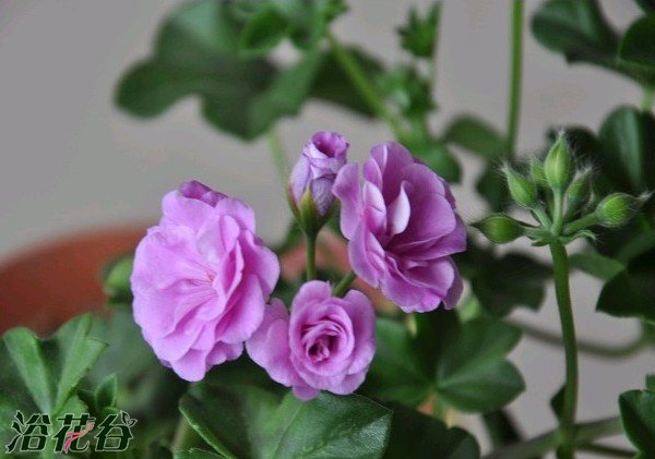 花友总结<a href='https://www.861230.com/guanhuazhiwu/6634.html' target='_blank'><u>天竺葵</u></a>平安度夏宝典