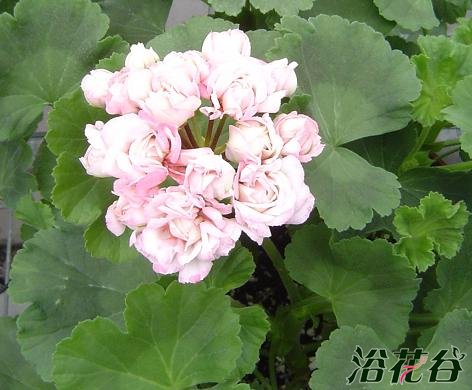 <a href='https://www.861230.com/guanhuazhiwu/6634.html' target='_blank'><u>天竺葵</u></a>种植经验