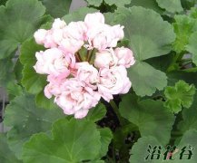 天竺葵种植经验