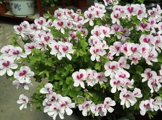 <a href='https://www.861230.com/guanhuazhiwu/6634.html' target='_blank'><u>天竺葵</u></a>爆盆技巧