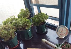 天竺葵必须经过春化吗（看品种）