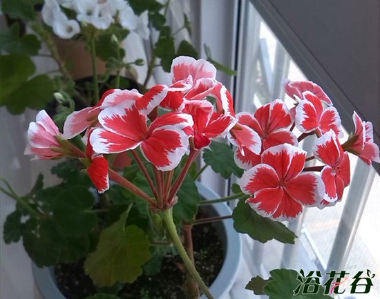 <a href='https://www.861230.com/guanhuazhiwu/6634.html' target='_blank'><u>天竺葵</u></a>