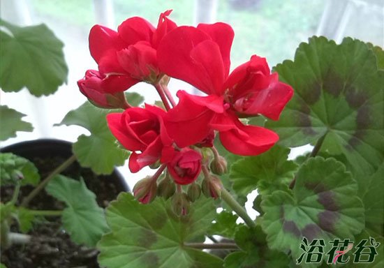<a href='https://www.861230.com/guanhuazhiwu/6634.html' target='_blank'><u>天竺葵</u></a>