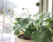 天竺葵什么季节施肥|休眠、病苗等不要施肥