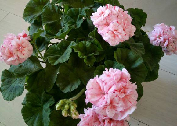 <a href='https://www.861230.com/guanhuazhiwu/6634.html' target='_blank'><u>天竺葵</u></a>