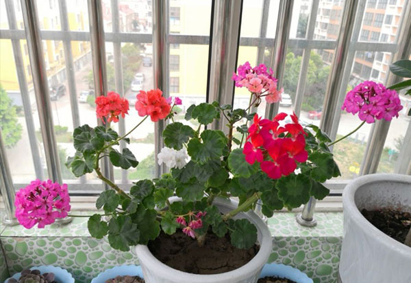 <a href='https://www.861230.com/guanhuazhiwu/6634.html' target='_blank'><u>天竺葵</u></a>嫁接
