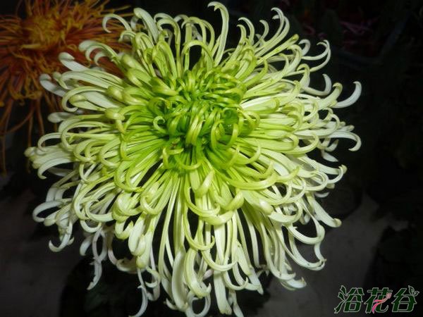 菊花怎么养
